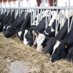 Трайна тенденция за увеличаване на размера на ЗС в България