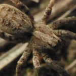 Меню на ресторант включва ястия от скорпиони и тарантули 