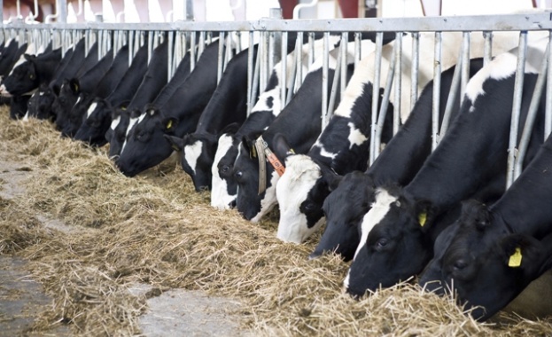 Швейцарците решават днес дали да забранят промишленото животновъдство