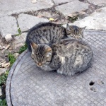 Защо котешката трева толкова много привлича писаните