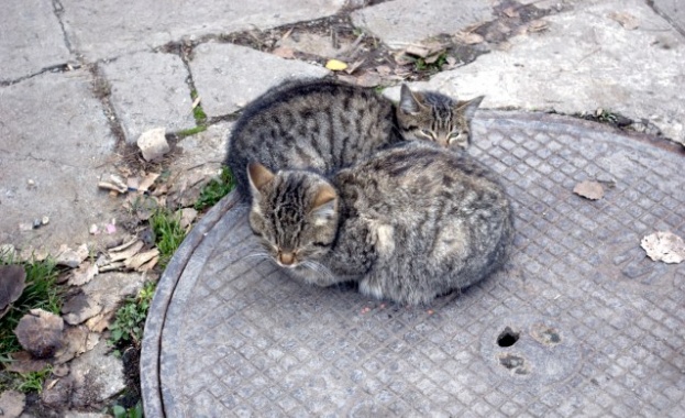 Жестоко убийство на 25 котки потресе Ню Йорк