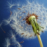 Целта на живота е да откриеш