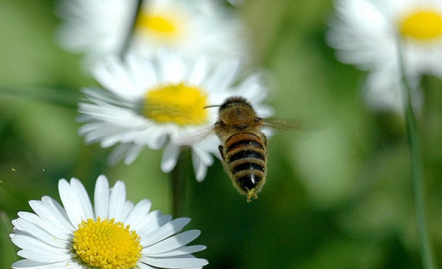 Адреналинът е ефикасен и животоспасяващ непосредствено след ужилване при положение