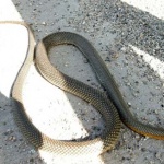 Община Варна иска да назначи професионален ловец на змии