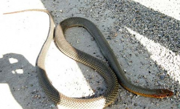Змия влезе в багажника на автомобил в Силистра