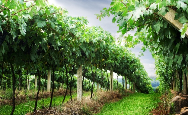 Износът на италианско вино е спаднал до най ниското си равнище