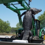 Чанта от алигаторска кожа за хиляди долари бе унищожена заради разрешително 