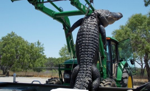 Чанта от алигаторска кожа за почти 19 000 щатски долара