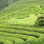 Зелен чай за здрава и гъста коса  