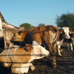 Швейцарец инициира референдум за рогата на кравите