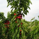 Цената на едро на черешите е около 5 лв.