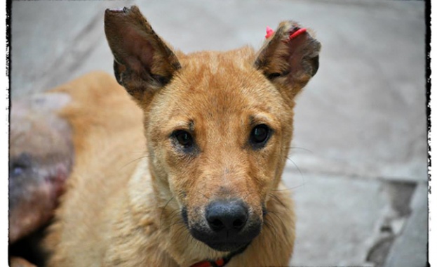 Обсъждат създаването на зоополиция