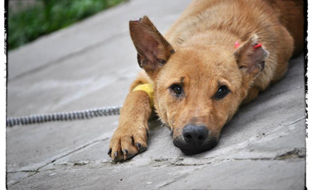 Кучетата са способни да изпитват човешки чувства 