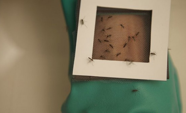 По-рано пръскаме срещу комари, за да се пазим от „зика”