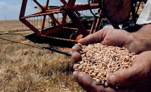 Нели Стоянова: Средните добиви от декар жито в Добруджа към момента са 566 килограма