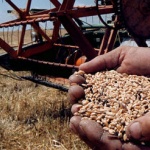 Нели Стоянова: Средните добиви от декар жито в Добруджа към момента са 566 килограма