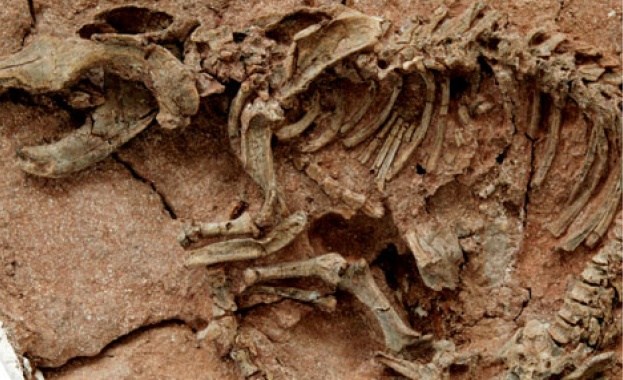 Фосили на новооткрит вид тревопасен динозавър Bashanosaurus primitivus са