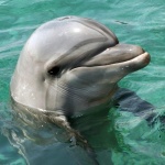 Делфин е забелязан в река в щата Кънектикът