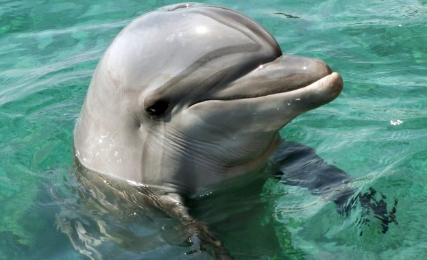 Няколко делфина бяха забелязани да плуват близо до джамията Ортакьой