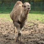 Турчин продава камилата си, за да се откупи от военна служба