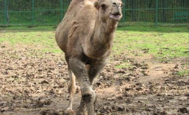 Турчин продава камилата си, за да се откупи от военна служба