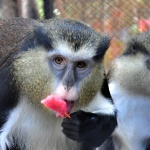 Маймуни разопаковаха подаръци в зоопарк в Германия