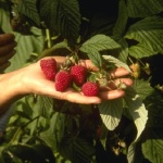 Вижте какви за здравословните ползи от яденето на малини