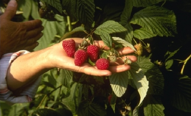 Малините са едни от най популярните плодове в света Този деликатен