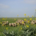 Ще влязат ли българските „пасищни традиции“ в ЮНЕСКО