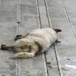 Кой ръси отрова за животни по улиците на Бургас?