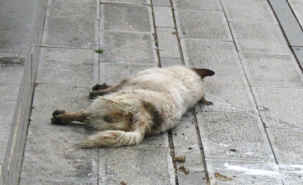 Кой ръси отрова за животни по улиците на Бургас?