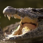 Крокодил изяде акула в Куинсланд