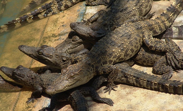 Петметров крокодил разкъса жена на две