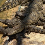 Петметров крокодил разкъса жена на две