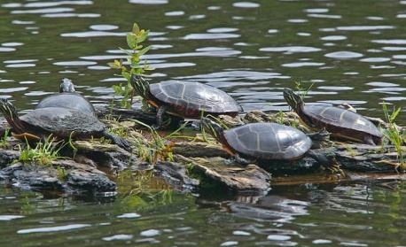 Изследване: Студенокръвните животни, рибите, влечугите и безгръбначните по-трудно се адаптират към климатичните колебания