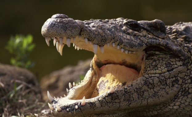Крокодил изяде акула в Куинсланд
