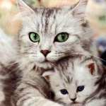 Американец ще лежи 16 години за убийство на 21 котки