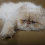 Тестват домашни котки и кучета за COVID-19