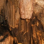 Туристка загина при злополука до Националния пещерен дом край Карлуково 