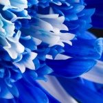 Рождениците днес 