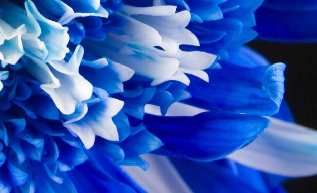 Рождениците днес 