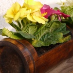 Поръсете цветята в дома си със захар! 