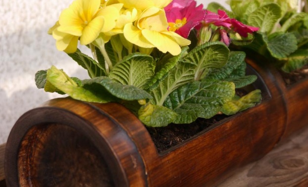 Цветята които отглеждате у дома постоянно страдат от липса на