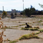 Имигранти, президент, премиер и нови националисти 