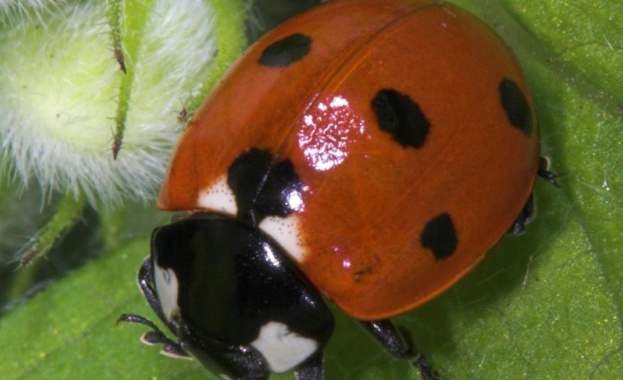 Хищни калинки нападнаха Карнобат 