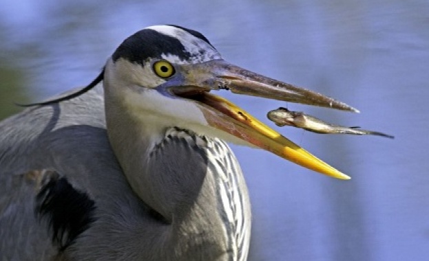 Тайната прелест на храната