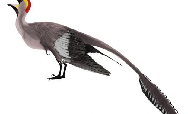 Птицата с две опашки 