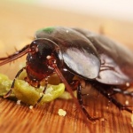 И такива услуги се предлагат: Да кръстиш хлебарка на бившето гадже 