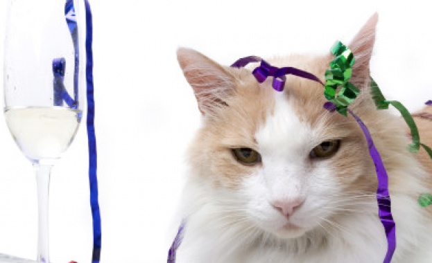 В Япония продават вино за котки