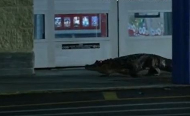 Двуметров алигатор атакува магазин във Флорида